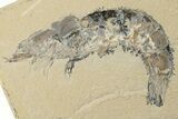 4.7" Cretaceous Fossil Fish (Sedenhorstia) and Shrimp- Hjoula, Lebanon - #200685-1